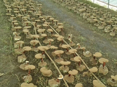 破壁靈芝孢子粉排名辨析 是消費(fèi)參考，還是營銷游戲？